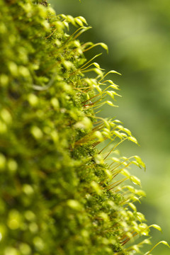 金發(fā)蘚屬植物