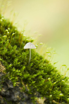 金發(fā)蘚屬植物