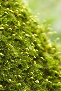 金發(fā)蘚屬植物