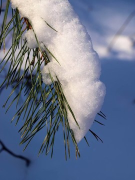 覆雪松樹枝