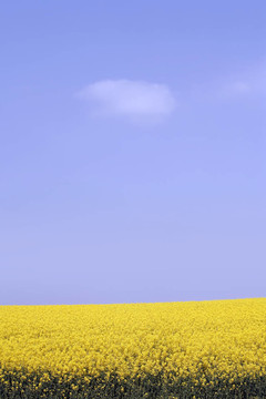 早春油菜田