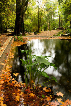 美麗的公園