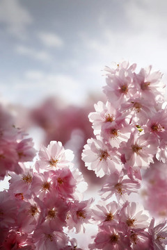櫻花