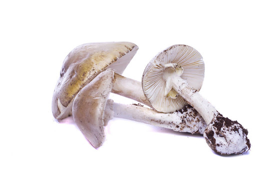 幾種野生蘑菇