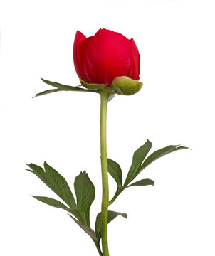 紅牡丹花莖