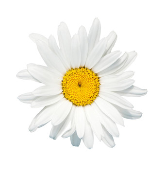 甘菊