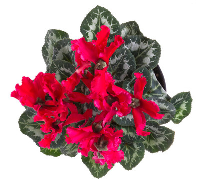 紅色仙客來開花白色隔離