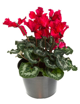 紅色的盆花仙客來白色隔離