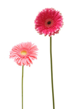 兩雛菊