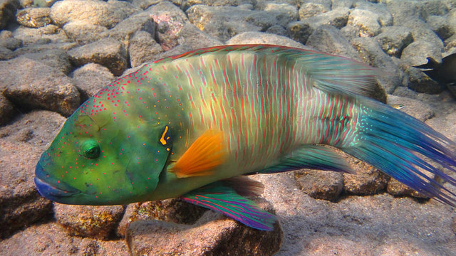 broomtail瀨魚