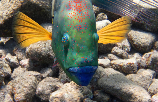 聰明的魚