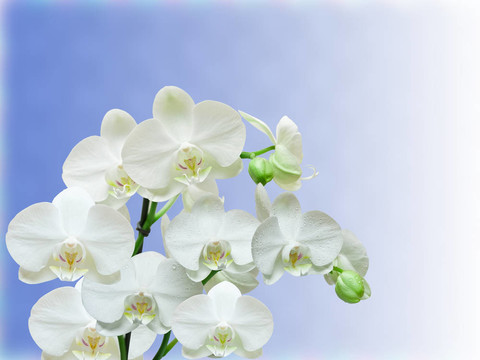 蘭花花的特寫