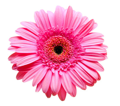 Gerber的花