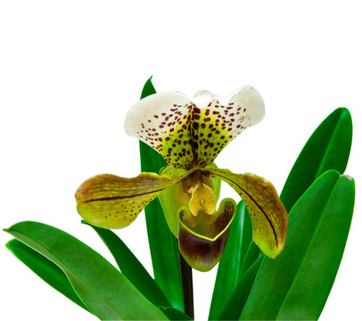 蘭花
