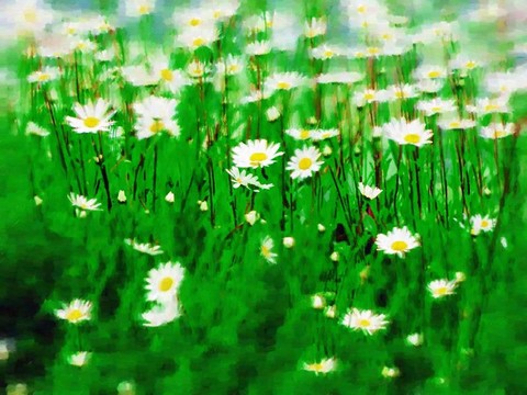 摘要花