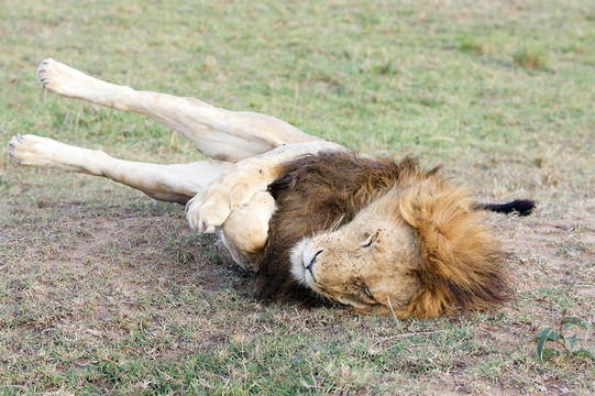 非洲獅（Panthera leo）