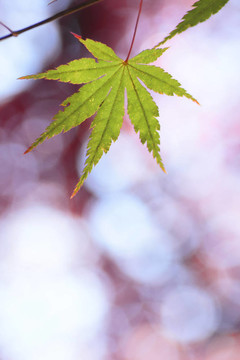 五顏六色的樹葉
