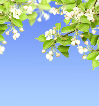 蘋果花