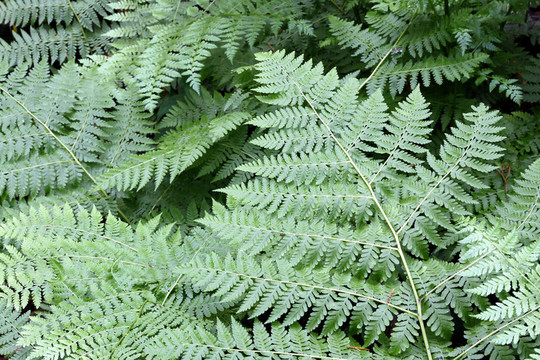 Fern離開