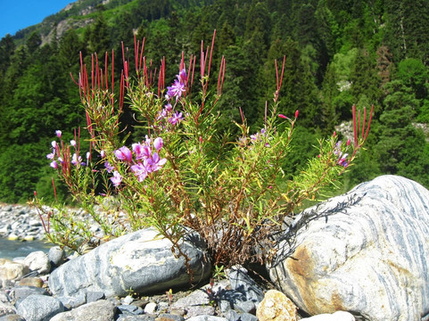 粉紅色的花和山的風景。高加索地區(qū)的夏天
