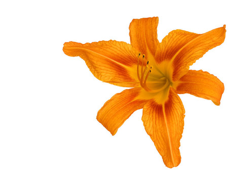 白色背景的Tiger Lily