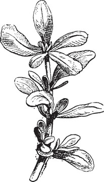 馬齒莧馬齒莧或Portulaca古典雕刻