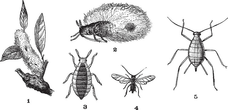 蚜蟲或植物虱；1。Woolly adelgid。2。Woolly adelgid。三.根蚜。4。Ro