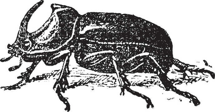 歐洲的犀牛甲蟲(chóng)（Oryctes nasicornis）；復(fù)古雕刻。