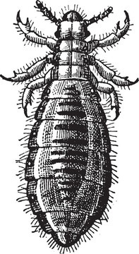 Louse Diptera；復(fù)古雕刻。
