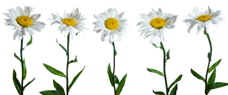 camomiles