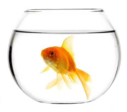 在水族箱里的金魚(yú)