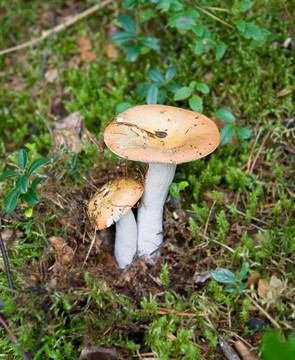 在一個(gè)草Russulas