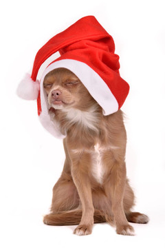 夢(mèng)幻圣誕狗戴著Santa的帽子