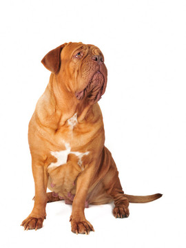 波爾多犬坐在