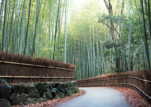 竹林