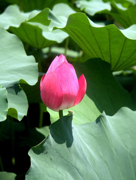 蓮花