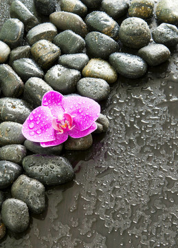 美丽的紫色兰花；岩石和水滴。