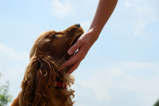 可卡犬和女人的手