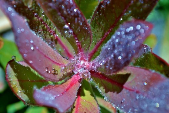 雨滴在樹葉