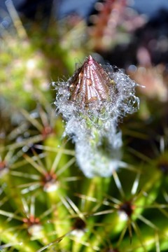 仙人掌芽