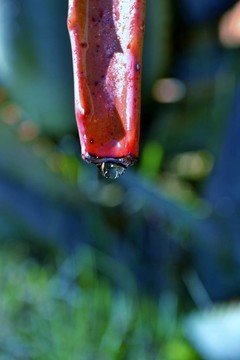 蘆薈葉的雨滴