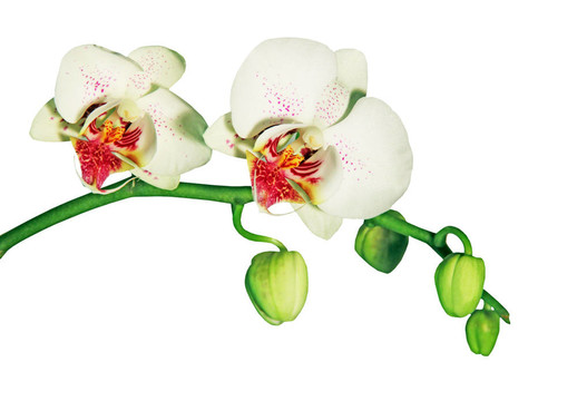 白蘭花