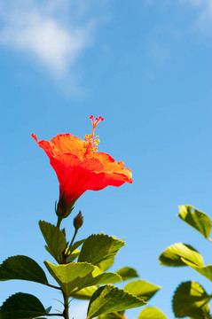 木槿花