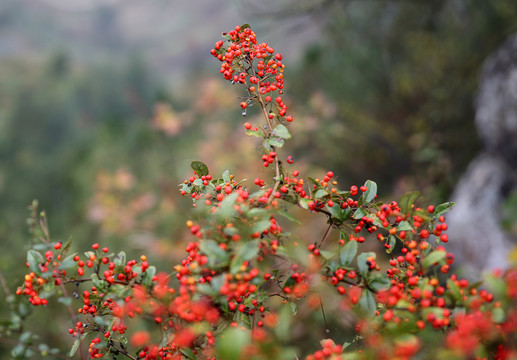 南國(guó)紅豆