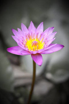 蓮花