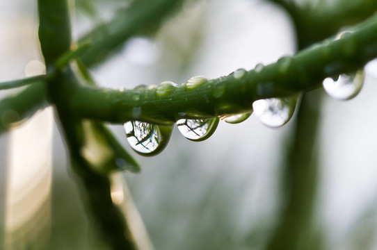 在早晨清新的雨滴