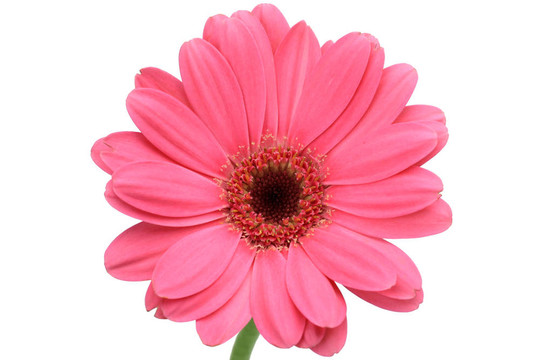 非洲菊