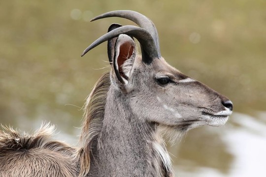 Kudu Antelope簡(jiǎn)介