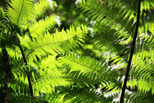 太陽(yáng)照在蕨類植物的葉子在雨林步道MAITS休息；大