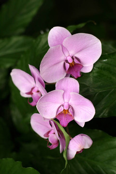 蘭花
